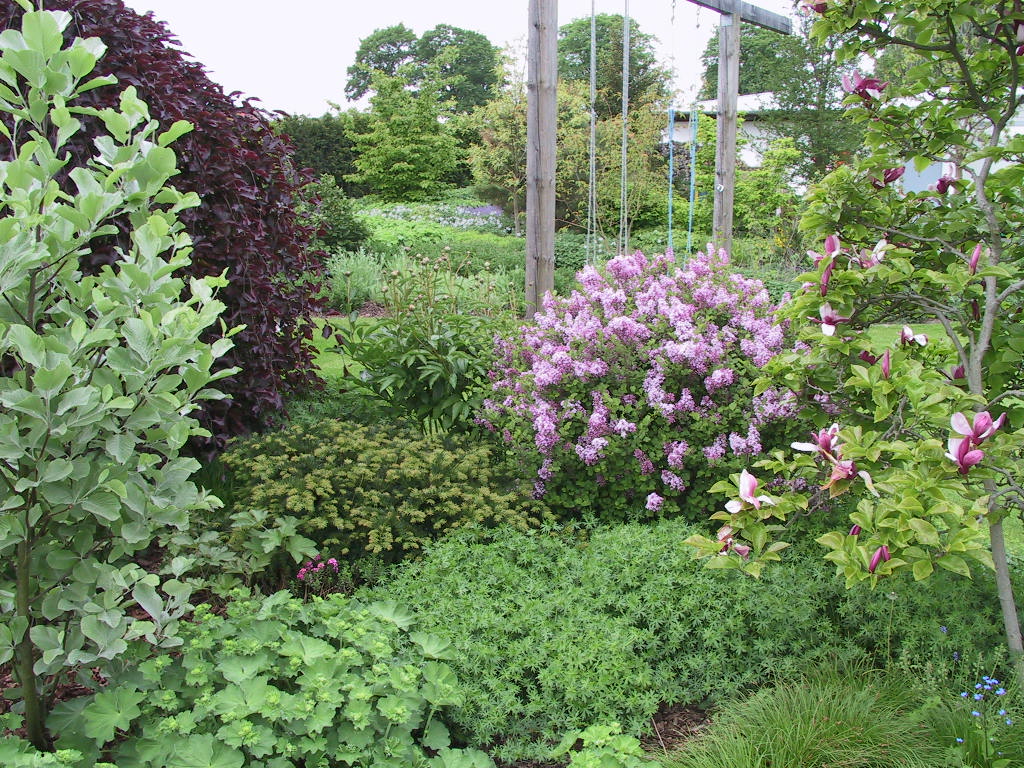 Taxus baccata Repandens.jpg